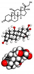 cortisol