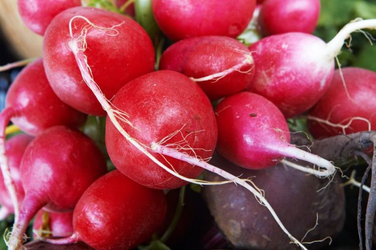11100752 - close-up of a big bunch of fresh beetroot and radish .