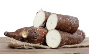 la yuca engorda o rebaja la yuca engorda o rebaja