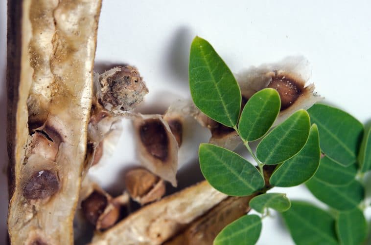 Como tomar la hoja de moringa para adelgazar Como tomar la hoja de moringa para adelgazar
